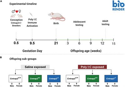 Investigating behavioral phenotypes related to autism spectrum disorder in a gene-environment interaction model of Cntnap2 deficiency and Poly I:C maternal immune activation